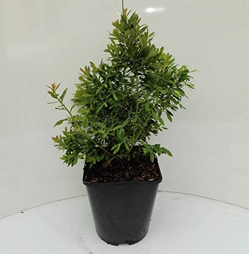 Zwerg-Heidelbeere `Sunshine Blue´, immergrün, 30-40cm, im Topf