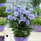 YouGarden - 1 x Hibiscus 'Blue Chiffon' in a 9cm Pot