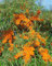 Hippophae rhamnoides 'Askola' 60-100 cm - Sanddorn, orange Beeren, Erntezeit September-Oktober, ideal für Hecken, bienenfreundlich, winterhart