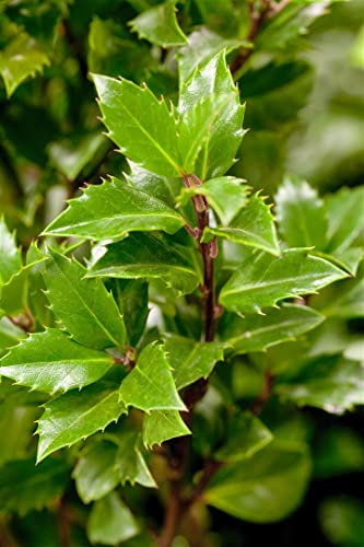 Ilex meserveae 'Heckenpracht' 100-125 cm - Stechpalme, immergrün, ideal für Hecken, winterhart, pflegeleicht, attraktiver Fruchtschmuck