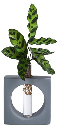 Dehner Waterplant Korbmarante Manilla, Calathea insigne, Wasserpflanze im Reagenzglas, Ø 2 cm, Höhe 20 cm, Zimmerpflanze