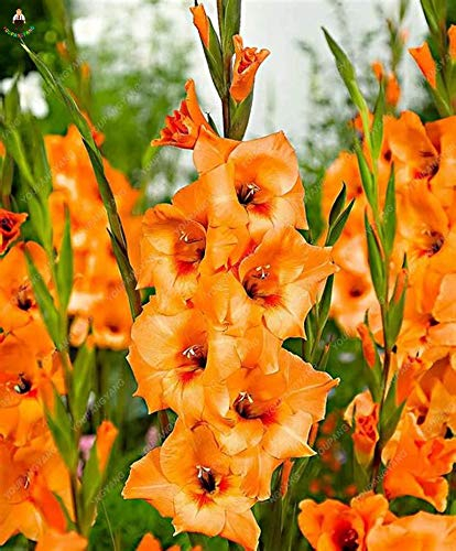 Sumpf frisch 100 Stück Gladiolen Blumensamen zum Pflanzen von Orange