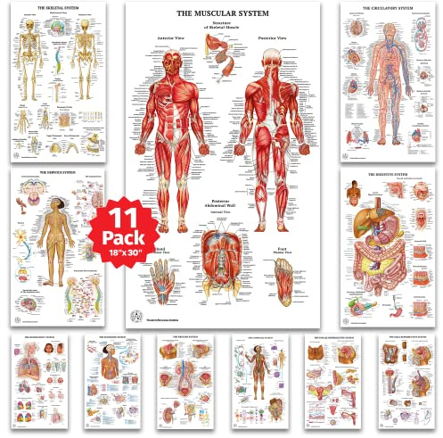 Poster zur menschlichen Anatomie – Medizinisches Skelett, männlich weiblich, muskulär, Kreislauf, Lymphatisch, Fortpflanzung, Nervös, Verdauung, endokrin, Atemwege, Gesundheitsposter, 11 Stück