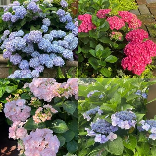 100 pcs hortensien samen samen blumensamen hortensien bio saatgut Saatgut geschenk flowers plantura bodendecker winterharte pflanzen für garten bodendecker winterhart mehrjährig pflanzensamen