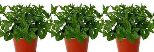 Pack de 3 plantas aromáticas de Hierbabuena, 20-30 cm. Mentha spicata. Planta aromática de hojas verdes, lanceoladas, olor fresco; usados ​​en cocina, infusiones y remedios. Segura Garden.