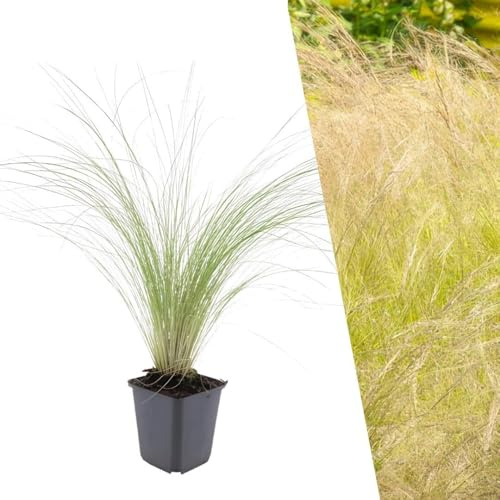Plants by Frank Stipa Tenuissima Ponytails, 60 plantes, Ø 9 cm | Stipa tenuifolia, Couvre-sol rustique Vivace, Cheveux d'ange, Graminées, Plante de Jardin, Pot 9 cm, Hauteur : 15 cm