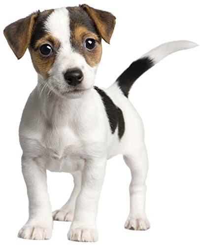 kleberio Aufkleber Jack Russel Terrier selbstklebend Sticker Autoaufkleber Motorradhelm Dekoration Wohnwagen Heckscheibenaufkleber Car Set wetterfest 10 x 12 cm
