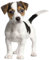 kleberio Aufkleber Jack Russel Terrier selbstklebend Sticker Autoaufkleber Motorradhelm Dekoration Wohnwagen Heckscheibenaufkleber Car Set wetterfest 10 x 12 cm