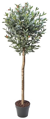 AMARE Olivenbaum 50 x 50 x 150 cm