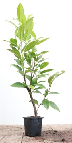 Prunus laurocerasus 'Caucasica' 60-80 cm - Kirschlorbeer, immergrün, ideal als Hecke, schnellwachsend, pflegeleicht und winterhart