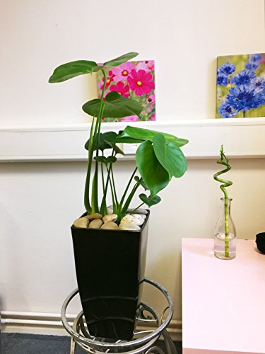 Evergreen Plante à fromage suisse dans un pot haut Milano Noir brillant