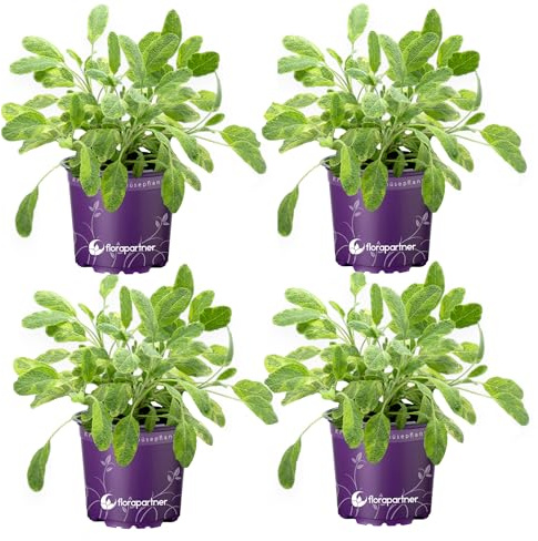 Gold-Salbei Salvia officinalis 'Icterina' – Buntlaubiger Speisesalbei, gelb-grün panaschiert, mehrjährig – 4er Set im Topf (Ø 12 cm)