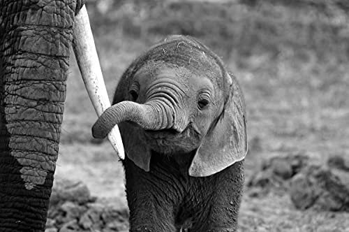 ELEFANT Fototapete VLIES-250x186 cm (6180A)-Natur Afrika Safari Elefanten Tiere Fotokunst Wandtapete-Inkl. Kleister-Vliestapete Bild Dekoration Wand-Dekor Moderne Motiv-Tapete Panorama Poster XXL
