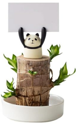 Yiokii Brazilian Wood Lucky Bamboo Plant Brazilian Wood Plant Decor, Mini Brazil Lucky Wood Lucky Bamboo Plants Indoor Live Indoor Office Desktop Plant