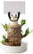Brazilian Wood Lucky Bamboo Plant Brazilian Wood Plant Decor, Mini Brazil Lucky Wood Lucky Bamboo Plants Indoor Live Indoor Office Desktop Plant