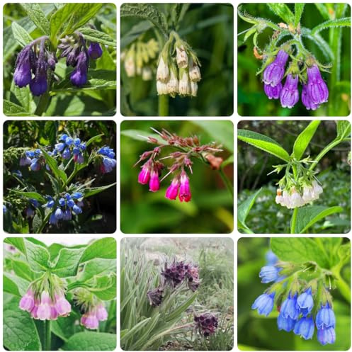 beinwell teingartenpflanzen winterhart gartenblumen beinwell exotische heilkräuter garten geschenk bodendecker winterhart mehrjährig balkon kräutergarten indoor herbstblumen bio 300samen