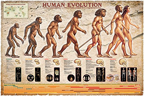 Educational - Bildung Human Evolution - Bildungsposter Plakat Druck - Maxiposter Version in Englisch - Größe 91,5x61 cm + 1 Ü-Poster der Grösse 61x91,5cm