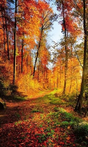 Vlies Fototapete WALDSPAZIERGANG 150 x 250 cm | Vliestapete - Wandtapete inklusive Kleister | PREMIUM VLIES QUALITÄT