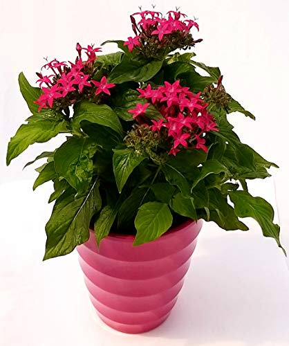 POWERS TO FLOWERS - PENTAS, STELLA EGIZIANA IN VASO CERAMICA FUCSIA A CERCHI CONCENTRICI, pianta vera