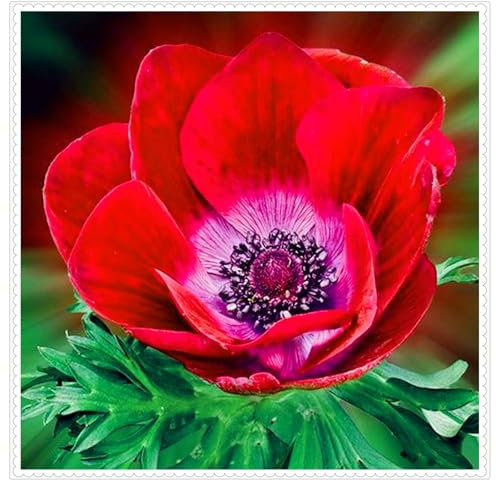 Blumenzwiebel Mix, Mehrjährige Blumenzwiebel ist winterhart, Winterhart zwiebeln, Mysteriöse magische Glühbirne, Winterhart pflanzen-5 Anemone Zwiebel