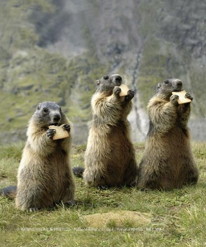 Brillenputztuch Murmeltiere beim Snack