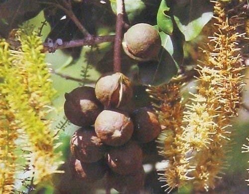 Nueces de macadamia HAWAIANOS ~ crecer árboles TUERCA DE SEMILLAS