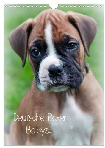 Deutsche Boxer Babys... (Wandkalender 2026 DIN A4 hoch), CALVENDO Monatskalender: 12 Bilder von Boxergeschwistern! (CALVENDO Tiere)