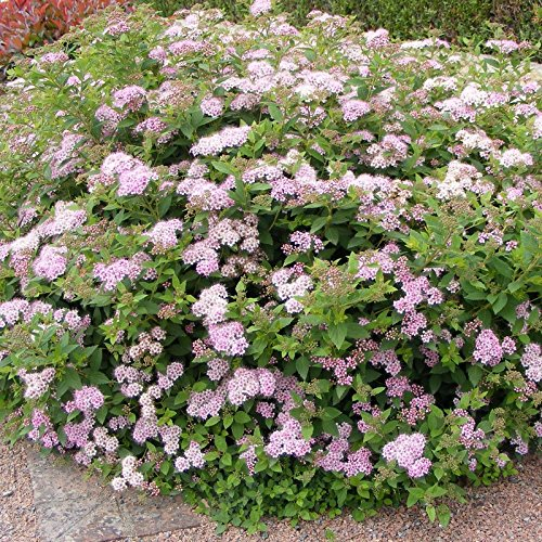10 x Spiraea japonica 'Little Princess' (Gehölz/Heckenpflanze/Winterhart/Mehrjährig/Bodendecker) Rosa Zwergspiere - Ein Hauch von Romantik für Ihren Garten - Blühende Hecke - von Stauden Gänge