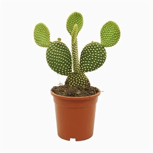 DECOALIVE Cactus de Interior Natural Opuntia Microdasys Buen Tamaño