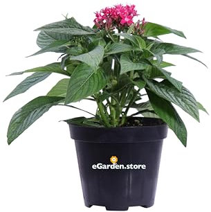 Pianta di Pentas Pianta di Stella egiziana pianta da esterno pianta da fiore pianta ornamentale di Pentas pianta vera venduta da eGarden.store (Fucsia)