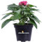 Pianta di Pentas Pianta di Stella egiziana pianta da esterno pianta da fiore pianta ornamentale di Pentas pianta vera venduta da eGarden.store (Fucsia)