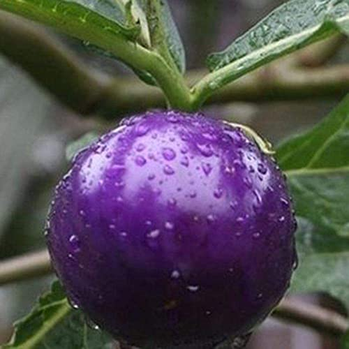 Haloppe 20 Stück Tomaten-Frucht-Gemüse-Samen für die Bepflanzung des Hausgartens, lila Tomatensamen für Zuhause, Bonsai-Pflanzen, Obst, Gemüse, Gartendekoration Tomatensamen
