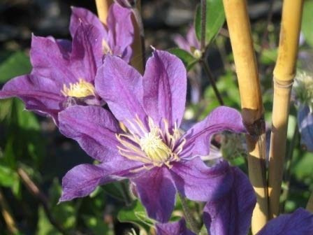 Clematis integrifolia Arabella (60-100 cm) - Waldrebe/Klematis