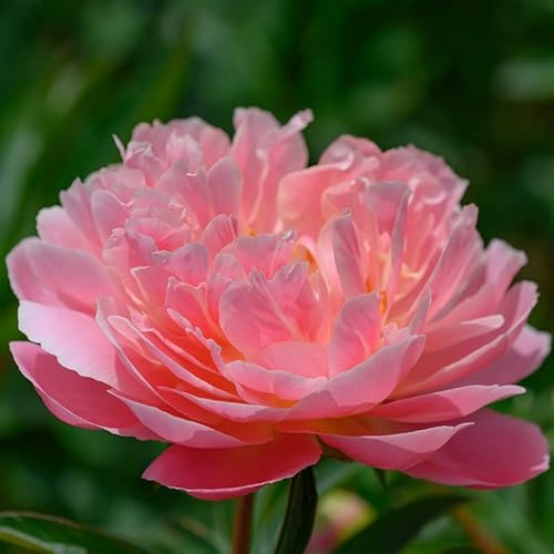 Pfingstrose 'Pink Hawaiian Coral' | 1 Stück | Knolle | Schnittblume | Verwildernd | Rosa | Lachsfarben | 100% Blütegarantie | QFB Gardening