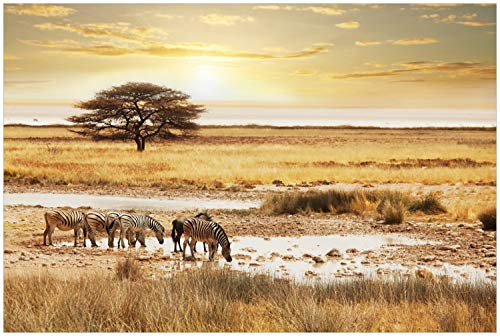 Wallario Glasbild Safari in Afrika eine Herde Zebras am Wasser - 60 x 90 cm Wandbilder Glas in Premium-Qualität: Brillante Farben, freischwebende Optik