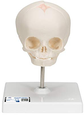 3B Scientific Schädelmodell des Fötus, Naturabguss, 30. Schwangerschaftswoche, auf Stativ + kostenlose Anatomie App - 3B Smart Anatomy