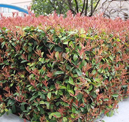 Futaba Photinia serrulata las rosáceas de hoja perenne arbustos o pequeños árboles de 100 semillas
