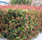 Futaba Photinia serrulata las rosáceas de hoja perenne arbustos o pequeños árboles de 100 semillas