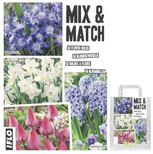 Blumenzwiebeln in Geschenkverpackung - Zwiebeln, Knollen verschiedener winterharter Pflanzen für Garten und Balkon - bunt, mehrjährig, für Topf und Beet (Mix & Match Blau-Rosa 50St.)