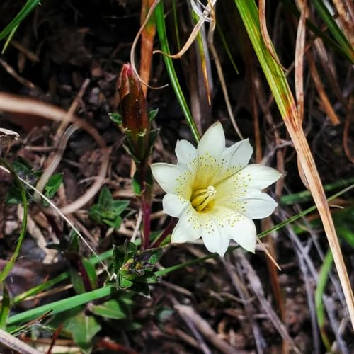 150 pcs Enzian deko samen - kräutersamen blumendeko garten pflanzen Gentiana cruciata, dachbegrünung dekoration wohnzimmer kräuter samen blumenwiese herbal wildblumensamen balkonblumen