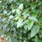 Pianta vera di Ligustrum ovalifolium - Diametro Vaso Ø 24 cm