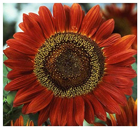 Exotic Plants Helianthus annuus Red Sun - Tournesol Soleil Rouge - 10 graines