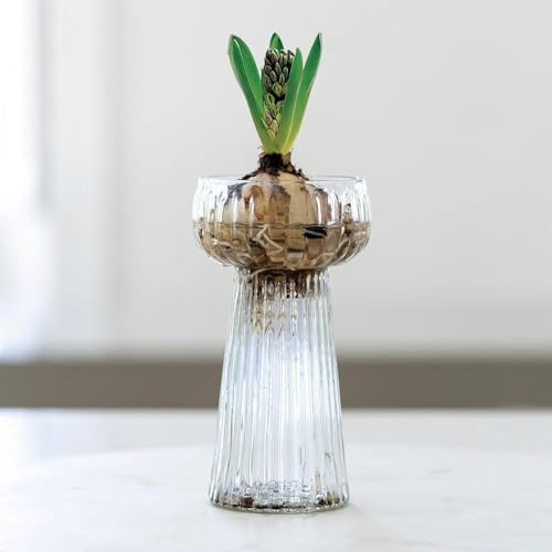 Clear Ribbed Texture Hyacinth Flower Bulb Glass Vase, Spring Bulb Vase Propagator Planter, Tall Clear Glass Bud Flower Vase, Hyacinth Vase, Clear Vase, Coloured Glass Vase, Stem Vase, Bud Vase