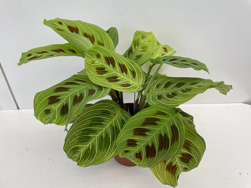 Maranta leuconeura 'Fantasy' ca. 30 cm Pfeilwurz - Zimmerpflanze - Grünpflanze