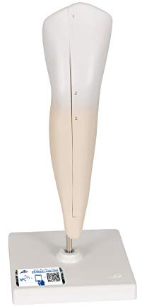 3B Scientific Menschliche Anatomie - Unterer Eckzahn, 2-teilig + kostenlose Anatomie App - 3B Smart Anatomy