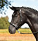 BUSSE Halfter BRILLIANCE Leder, schwarz/silber-Strass, Vollblut