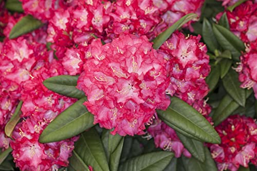 Rhododendron Hybr. 'Nofretete' 30-40 cm - Rhododendron, rosa Blüten, Blütezeit Mai-Juni, ideal für Halbschatten, immergrün, winterhart