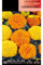 Semillas de Tagete Enano Mix Color Semillas de Flores Amarillas y Naranjas