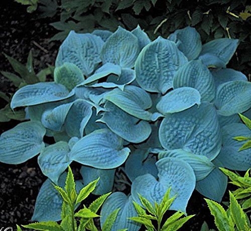 10 x Hosta plantaginea 'Fragrant Blue' im 1 Liter Topf (Staude/Winterhart/Bodendecker/Mehrjährig) Blaue Duft Funkie, Herzblatt-Lilie - Blauer Schimmer trifft duftende Blütenpracht - von Stauden Gänge