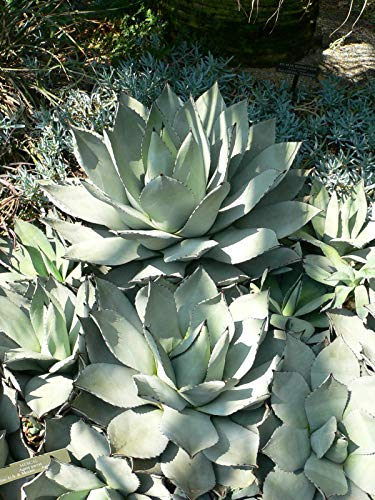 Agave parryi - 15 Semi:Seeds